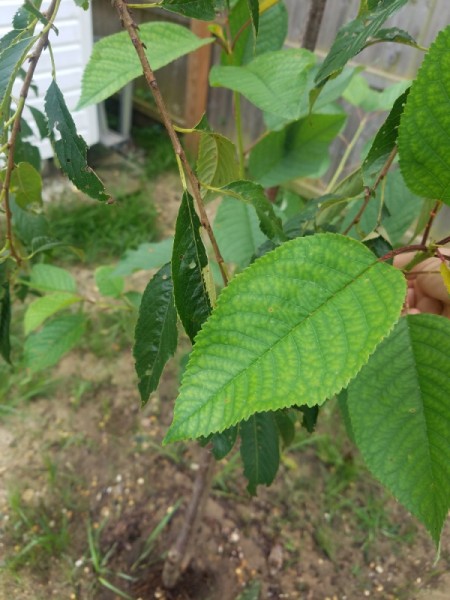 Weeping Cherry Tree Has Two Different Size Leaves