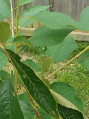 Weeping Cherry Tree Has Two Different Size Leaves - both leaf sizes