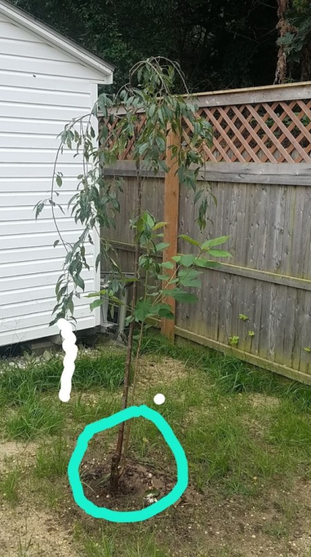 Weeping Cherry Tree Has Two Different Size Leaves