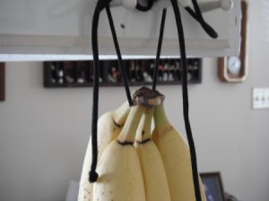 Bananas hanging from a shoe string in the kitchen.
