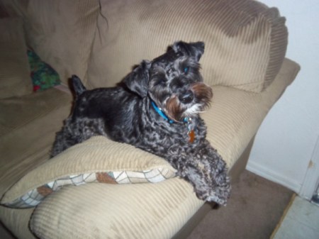 Ace (Miniature Schnauzer) - Ace  the couch