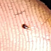 Identifying Tiny Biting Bugs - tiny dark brown bug