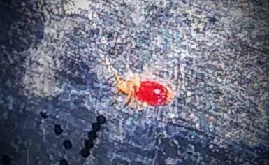 Identifying Biting Bugs