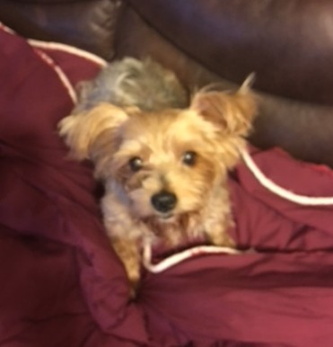 Cookie (Yorkshire Terrier)