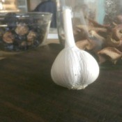Planting Garlic - garlic clove