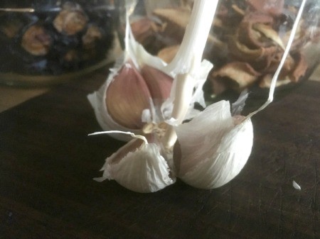 Planting Garlic - separating clove