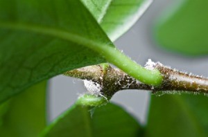 Mealybugs on a plant.