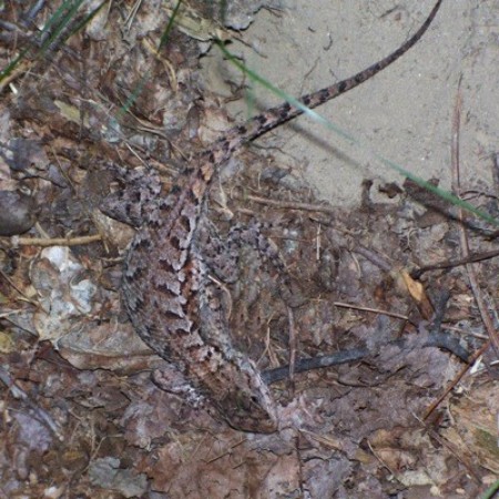 A lizard outside.