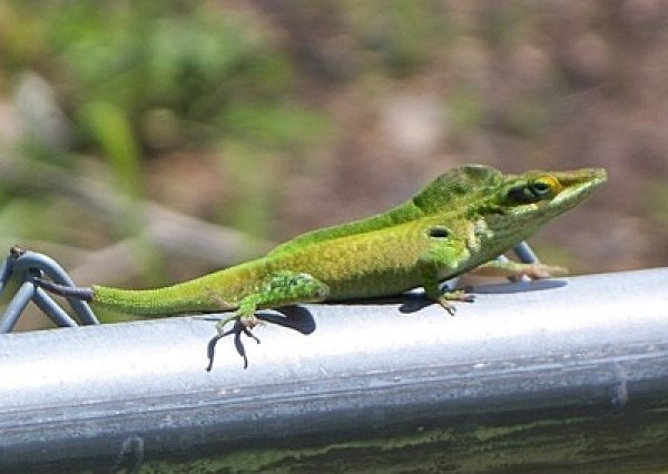 A green lizard on a chain link fence.