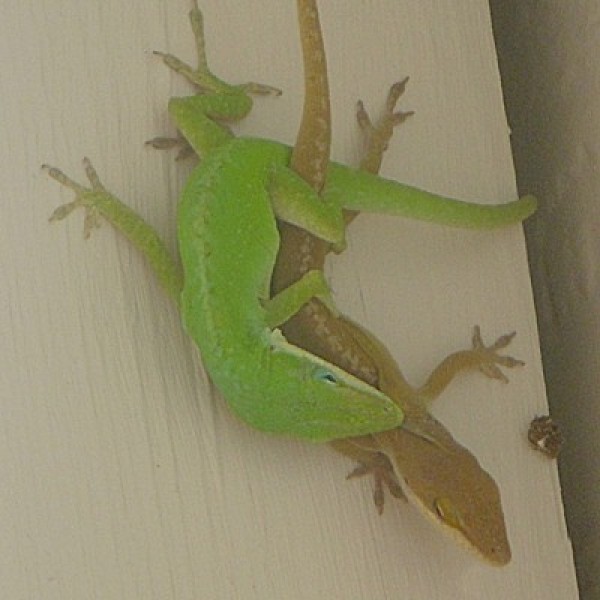 Two lizards on the side of a house.