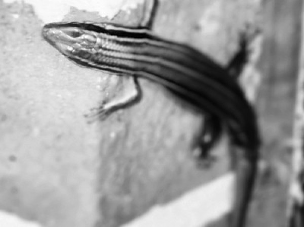 A lizard in black and white.