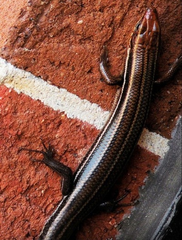 A lizard on a brick surface.