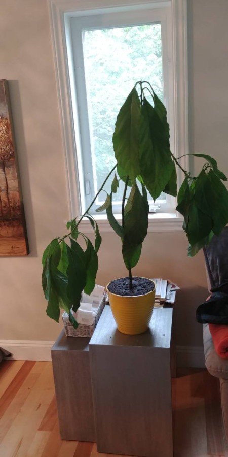 Leaves on Avocado Tree Have Brown Spots and are Dying