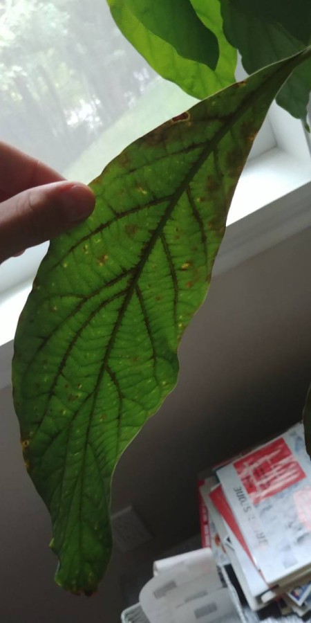 Leaves on Avocado Tree Have Brown Spots and are Dying