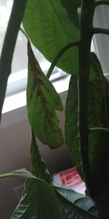 Leaves on Avocado Tree Have Brown Spots and are Dying