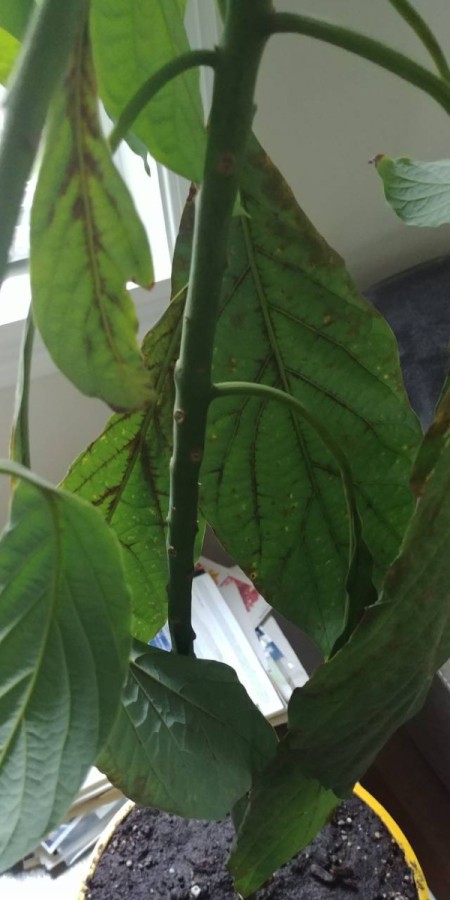 Leaves on Avocado Tree Have Brown Spots and are Dying