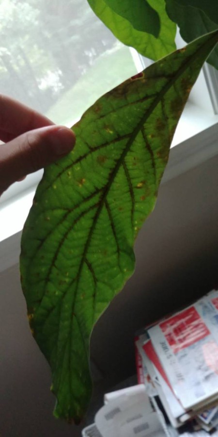 Leaves on Avocado Tree Have Brown Spots and are Dying