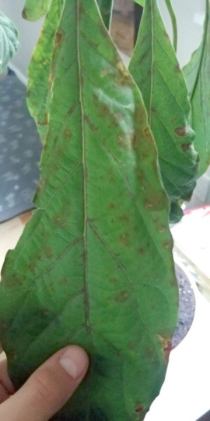 Leaves on Avocado Tree Have Brown Spots and are Dying - leaf with brown spots