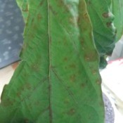 Leaves on Avocado Tree Have Brown Spots and are Dying - leaf with brown spots
