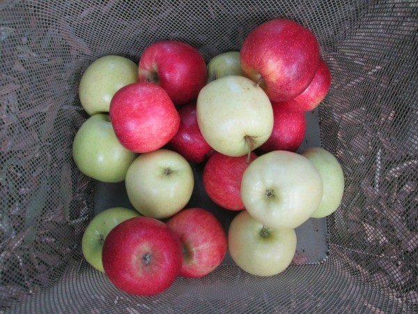 Using Natures Own For Decorations, While Going Green - green and red apples