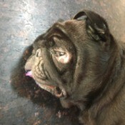 Cause of Sudden Death in a Dog