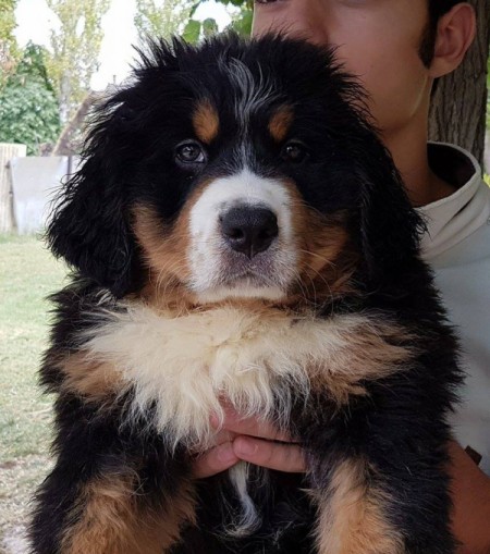 Abbey (Bernese Mountain Dog)