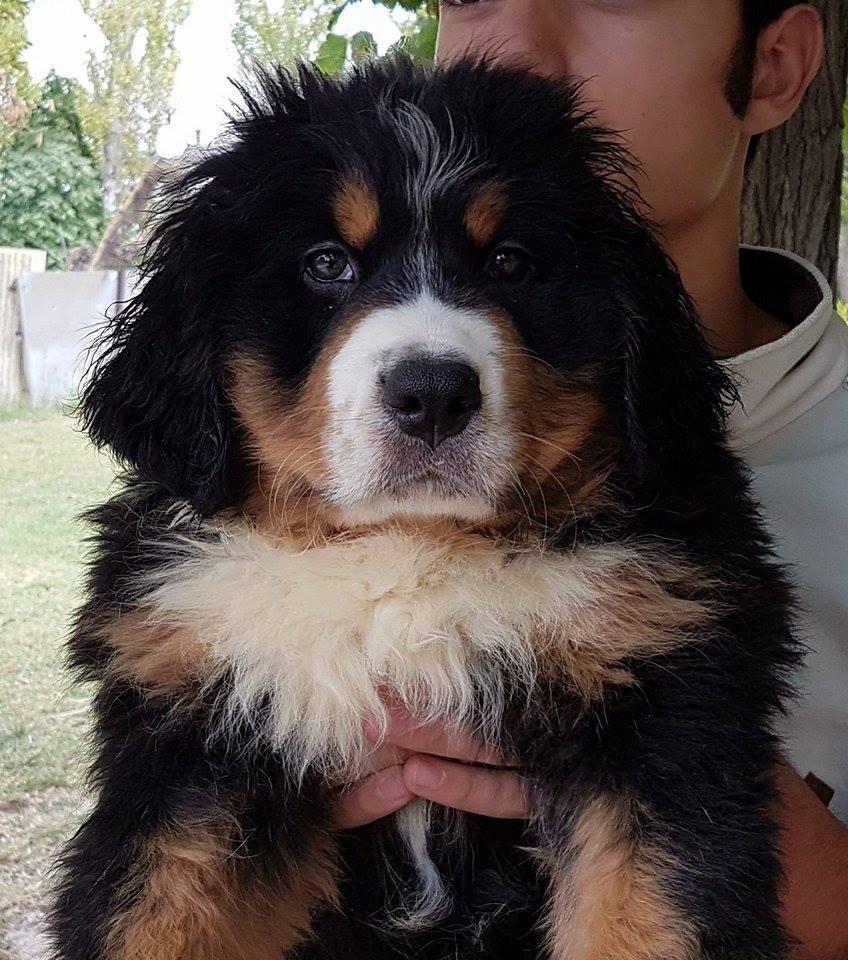 Bernese Mountain Dog Breed Information and Photos ThriftyFun