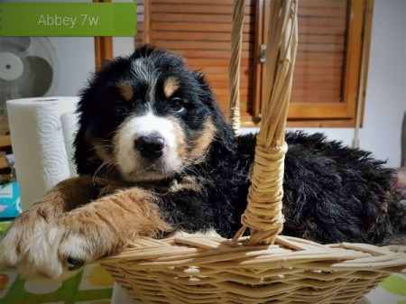 Abbey (Bernese Mountain Dog)
