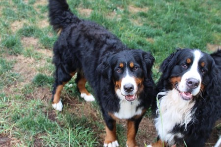 Abbey (Bernese Mountain Dog)