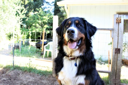 Abbey (Bernese Mountain Dog)
