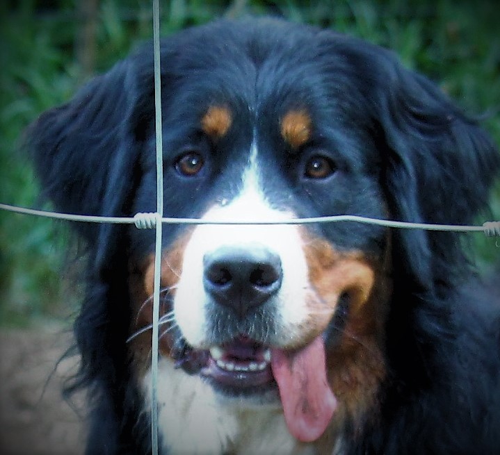 Bernese Mountain Dog Breed Information and Photos | ThriftyFun