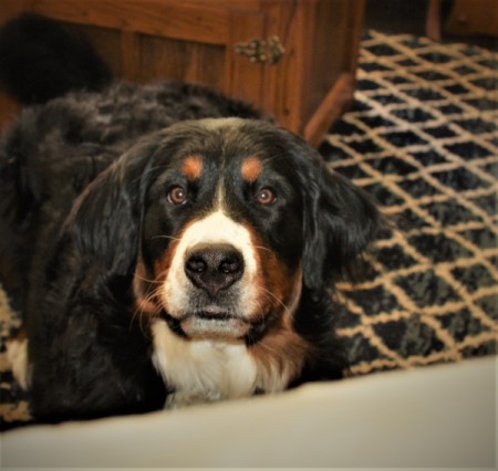 Abbey (Bernese Mountain Dog)