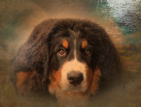 Abbey (Bernese Mountain Dog)