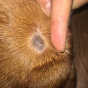 Identifying and Treating an a Dog's Skin Infection - bald spot on dog