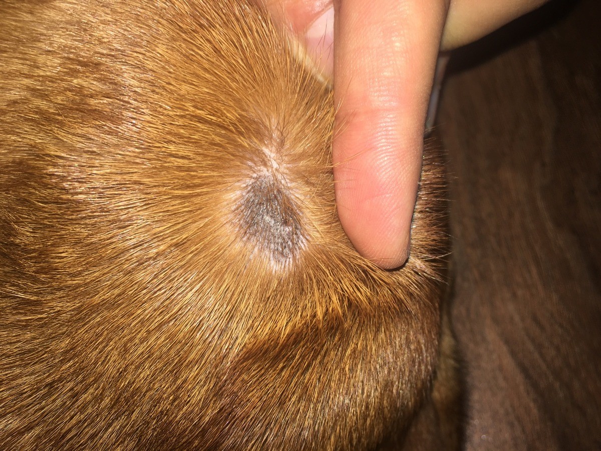 What Does Skin Infection Look Like On A Dog