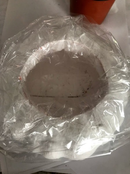 Succulent Pumpkin Planter - place a plastic bag inside the pumpkin