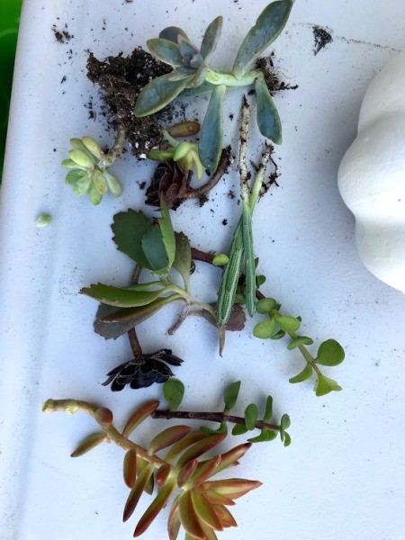 Succulent Pumpkin Planter - collect succulent cuttings