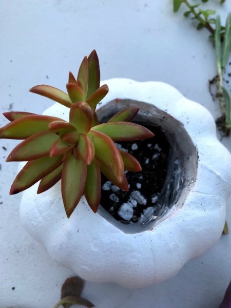 Succulent Pumpkin Planter - having added soil begin to plant cuttings