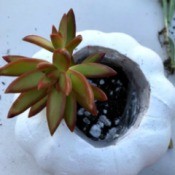 Succulent Pumpkin Planter - having added soil begin to plant cuttings