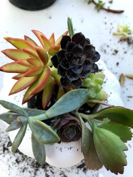 Succulent Pumpkin Planter - more cuttings added