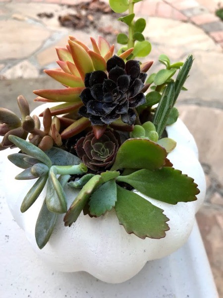 Succulent Pumpkin Planter - planting finished