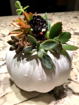 Succulent Pumpkin Planter - ready to display or gift