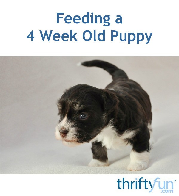 Feeding a 4 Week Old Puppy? ThriftyFun