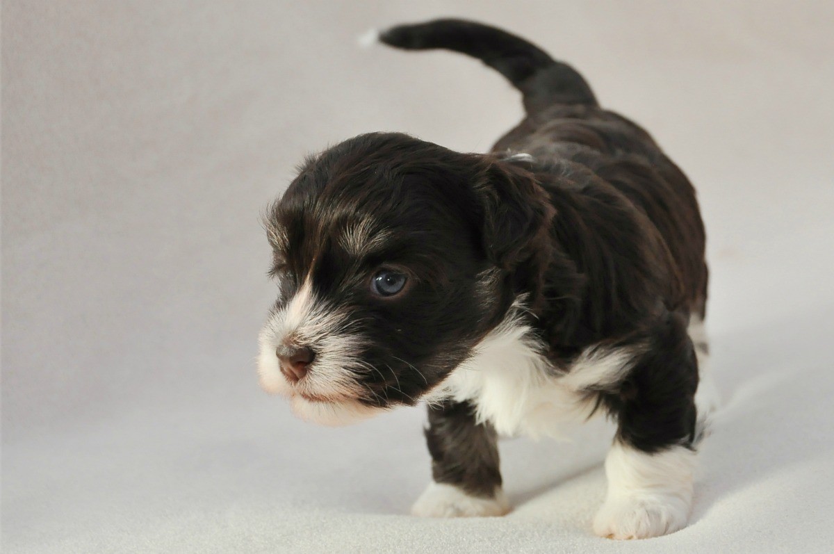 4 week old puppies eating solid food