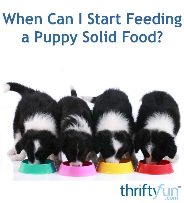 When Can I Start Feeding a Puppy Solid Food? | ThriftyFun