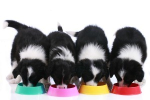 Four puppies eating from four separate colorful bowls.