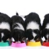 Four puppies eating from four separate colorful bowls.