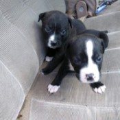 What Is the Breed of These Puppies?