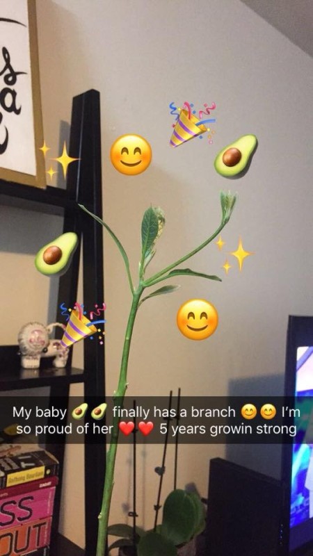 Potted Avocado Tree Losing Leaves and Turning Black - healthy plant