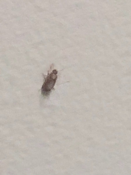 Identifying a Tiny Bug Found in the Bathroom - enlarged photo